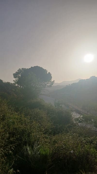 The image captures a hazy, sun-drenched landscape with rolling hills in the distance, possibly the outskirts of Benahavís, Spain. The sun is a bright, diffused orb in the upper right quadrant, casting a soft glow over the scene. In the foreground, dense, green foliage covers a slope, with a large, dark-green tree dominating the left-center. A winding road is visible in the mid-ground, curving through the hills. The overall impression is one of natural beauty bathed in warm, slightly diffused sunlight, with a hint of a rural or semi-rural setting.