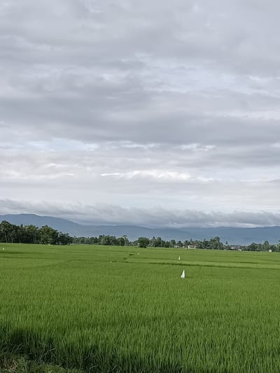 The image shows a vast, vibrant green rice paddy field under a cloudy sky. In the foreground, the dense, tall stalks of rice fill the frame, suggesting a mature crop. Scattered throughout the field are small white flags, possibly used for marking boundaries or areas within the paddy.
Beyond the field, a line of lush green trees and foliage forms a natural border, with a few small buildings and houses nestled among them, indicating a rural or semi-rural setting. Further in the distance, a range of mountains stretches across the horizon, their forms softened by the atmospheric haze and the overcast sky. The overall mood is serene and natural, characteristic of agricultural landscapes in regions like Blang Lilue, Indonesia.