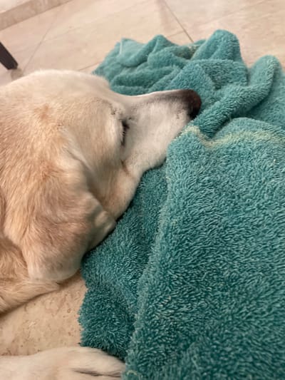 The image depicts a light-colored dog, likely a Labrador Retriever or similar breed, resting on its right side. Its head is prominent, with the right eye closed, and its dark snout is pressed against a crumpled, teal-colored, textured blanket or towel. The dog's fur is primarily cream or light tan. Portions of the dog's front legs and torso are visible, also covered in light fur. The dog appears to be asleep or in a relaxed state. The blanket shows some minor discoloration or variations in texture, particularly on the left side. The background and areas beneath the dog consist of a light-colored tiled floor with visible grout lines, suggesting an indoor setting. No discernible visual information within the image provides evidence to confirm its location in Coatzacoalcos, Mexico.