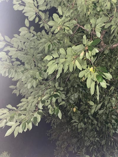 The image shows a close-up view of a leafy tree against a dark, hazy background, suggesting it was taken at night or in low-light conditions, possibly with artificial lighting. The leaves are predominantly green, with some variations in shade and a few appearing lighter or slightly yellowed. The branches are visible, with a rough, brown texture. The overall impression is of dense foliage. The location in Zastavna, Ukraine, is not visually represented in the image itself, as there are no discernible landmarks or urban features.