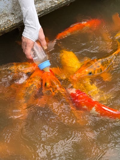 In Khanh Vinh, Vietnam, a person's hand, wearing a grey long-sleeved garment, holds a baby bottle with a blue nipple towards a school of koi fish in murky water. The fish, predominantly orange and yellow, surge towards the bottle, with some actively feeding from the nipple. The scene appears to be outdoors, near a concrete structure.