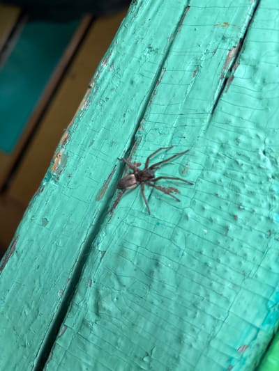 A spider with brown legs and a brown abdomen is positioned on a weathered, turquoise painted wooden surface. The wood shows signs of cracking and wear, with some exposed natural wood peeking through the paint. The spider is facing to the left of the frame. The background is blurred and appears to show yellow and teal colored surfaces. The image was captured outdoors, suggesting an exterior wall or structure.