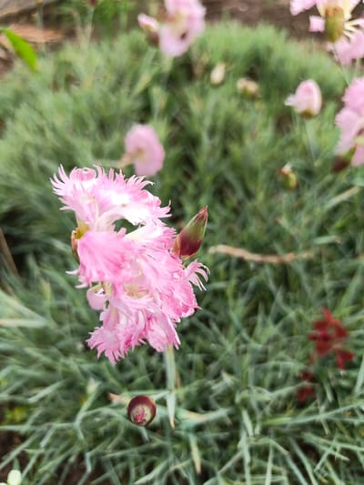 In Лосева, Belarus, a close-up, slightly blurred photograph captures a cluster of pink carnation flowers and buds amidst a bed of green, needle-like foliage. The primary subject, a fully bloomed pink carnation with fringed petals, is positioned in the left foreground, angled slightly towards the viewer. To its right, a single, green carnation bud with a reddish-brown tip is visible. The background consists of a dense ground cover of thin, green stems, with other blurred pink flowers and a few dark red elements scattered throughout. The lighting appears to be natural, suggesting an outdoor setting. There are no people or animals present in the image.