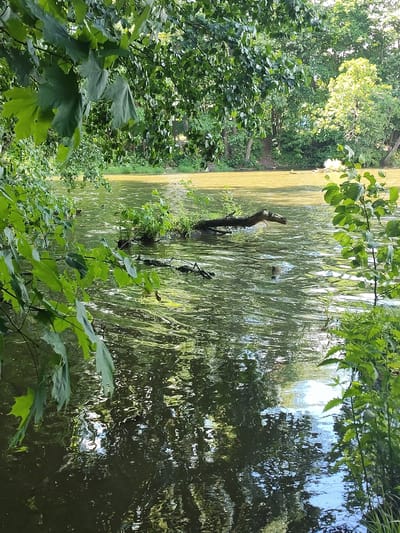 This image depicts a tranquil natural scene at the edge of a body of water, likely a river or lake, in Skurygino, Russia. The foreground is dominated by lush green foliage, including large maple-like leaves in the upper left and a tall, leafy plant on the right. The water itself is murky green with patches of yellowing algae or sediment. A fallen branch, partially submerged, rests in the water, with some small green plants growing from it. The surface of the water is rippled, reflecting the surrounding trees and a bright sky. In the distance, a dense line of trees forms the bank, with sunlight filtering through the leaves, illuminating some areas with a warm glow. The overall impression is one of a peaceful, undeveloped natural setting within or near the city of Skurygino. There are no people visible in the image.
