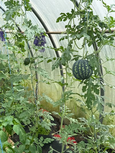 In a greenhouse in Khokhryaki, Russia, a watermelon vine is growing. Two watermelons are visible on the vine, one small and dark green, and another larger one with a striped pattern of dark green and lighter green. The vine has large, lobed leaves and is supported by blue twine. The greenhouse structure is visible in the background, with translucent panels. Other plants, including what appear to be pepper plants, are also growing in the greenhouse.