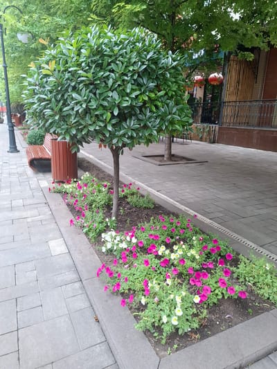 The image depicts a tranquil street scene in Grozny, Russia, likely during daylight hours given the illumination and the lush greenery. The primary subjects are a small, well-maintained ornamental tree with dense green foliage and a flower bed overflowing with vibrant pink and white petunias.

The setting appears to be an urban walkway or pedestrian area. The ground is paved with light gray square tiles, and a decorative, textured concrete border separates the walkway from the flower bed. A wooden bench, with a curved brick base, is situated next to the tree, inviting repose. In the background, a building with a tiled facade and bamboo screening is visible, with two red lanterns hanging from an awning, suggesting an Asian influence or a decorative choice for the establishment.

The overall impression is one of urban beautification and peacefulness. There are no people visible in the frame, reinforcing the sense of quietude. The activity implied is passive enjoyment of the outdoor space – perhaps walking, resting on the bench, or simply admiring the flowers. The weather appears to be pleasant, conducive to outdoor activity, with no obvious signs of rain or harsh sunlight. The presence of the red lanterns might suggest a restaurant or shop with a specific theme. No visible text is present in the image.