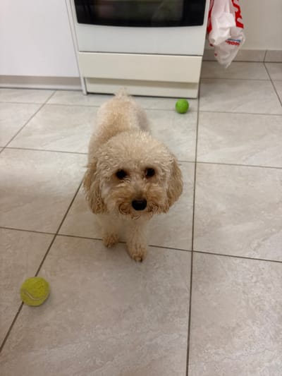 A small, light-beige poodle dog stands on a tiled floor, looking up towards the camera. A white oven and grocery bag are to the left. Two yellow tennis balls sit on the floor, one near the oven and the other further away from the dog. The tiles are a light grey color with darker grey grout lines. The dog has curly fur and dark eyes.