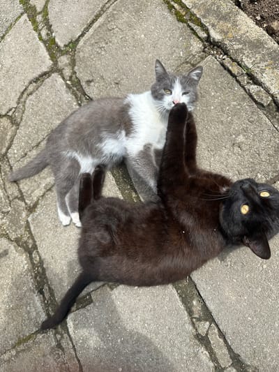 The scene is situated outdoors in Choba, Bulgaria, depicting two domestic cats on a surface of light gray concrete paving slabs. The concrete exhibits multiple cracks and seams, with moss and dark soil visible within the crevices.
One cat is a medium-sized, domestic short-haired individual with gray and white fur. The majority of its body, including its back, head, and tail, is gray, while its chest, belly, paws, and parts of its face are white. It possesses a pink nose and yellowish eyes, with the right eye appearing partially closed or squinted. This cat is positioned towards the upper left quadrant of the frame, standing or crouching with its body oriented somewhat diagonally downwards and to the right.
The second cat is a medium-sized, domestic short-haired individual with entirely black fur and prominent bright yellow-orange eyes. It is lying on its back in the lower right quadrant of the frame, with its head turned upwards and slightly to the right, away from the gray and white cat's face. Its front right paw is extended upwards, making contact with the facial area, specifically near the nose, of the gray and white cat.
The interaction between the two cats appears to be non-aggressive, with the black cat's paw gently touching the gray and white cat's face. The environment is illuminated by natural light, casting subtle shadows and highlighting debris, possibly dust or small plant matter, on the concrete surface and lightly on the black cat's fur.
