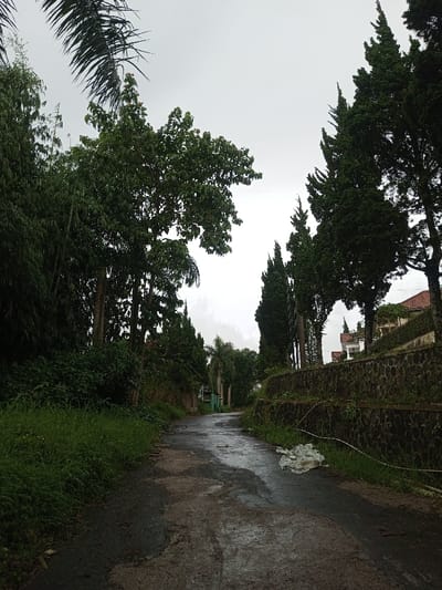 A wet, cracked asphalt road leads into the distance, flanked by verdant greenery. On the left, tall grasses and dense foliage mix with various tree species. To the right, a stone wall supports elevated land where tall evergreen trees stand, framing a glimpse of a building. The sky is overcast, contributing to the overall somber mood of the scene. A discarded piece of white material rests on the road's edge, adding a touch of human impact to the natural setting.