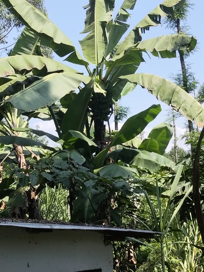 This image depicts a lush, tropical outdoor scene in Nyansiongo ward, Kenya. A prominent banana plant, characterized by a thick central stalk and numerous large, green leaves, occupies the center-right of the frame. A large bunch of green, unripe bananas is visible hanging from the plant's stalk, positioned centrally. Surrounding the main banana plant are additional banana plants and dense green foliage, including tall, slender stalks resembling sugarcane in the lower right and mid-ground. In the background, against a clear blue sky, several taller, slender trees with minimal canopy are visible. The upper portion of a light-colored building with a flat, dark roof, partially covered in debris, is present in the lower-left foreground. The scene is illuminated by daylight, with no individuals or animals present.