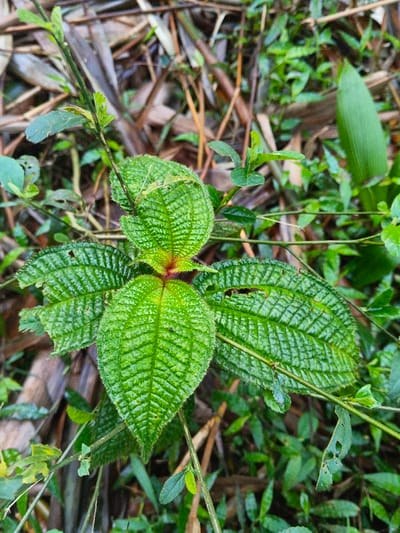 The image displays a vertical close-up of a green plant specimen, observed in Mengzi City, China. The central focus is a cluster of vibrant green, ovate leaves emanating from a reddish central point. These leaves feature a pronounced, textured surface with deeply impressed, reticulate venation that forms a distinct grid-like pattern. The margins of the leaves appear slightly serrated or hairy. Several leaves exhibit minor damage, visible as small perforations. Supporting the foliage are thin, green-brown stems. The background is out of focus, composed of a dense assortment of various green plant material and dried, elongated, light brown vegetative debris, indicating a natural, overgrown environment. No human subjects, animals, or specific actions are depicted.