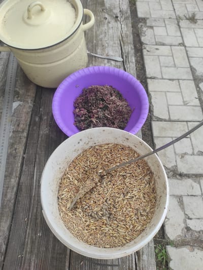 The image shows an outdoor scene on a wooden surface next to a paved area. In the foreground, a large white bucket is filled with grain, and a metal stirrer is partially submerged in the grain. To the left of the bucket, a purple bowl contains a mixture of dark red and brown granular material, possibly dried plant matter or feed. Behind the bowl, a large, cream-colored pot with a lid is visible. A metal ruler with centimeter markings is placed vertically alongside the pot and bowl. The environment suggests an agricultural or preparation setting for animal feed or food. The location is described as Некрасовка, Kazakhstan.