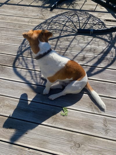 A small, tan and white dog with a dark collar is sitting on a weathered wooden deck. The dog is facing away from the camera, looking to its left. Sunlight casts a strong shadow of the dog and an abstract, circular pattern from an unseen object onto the deck. A single green leaf rests on the deck near the dog. The deck appears to be outdoors, with the texture of the wood indicating exposure to the elements. The lighting suggests it is daytime. The location is the city of Bol'shoe Zaborod'e, Russia.
