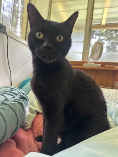 A black cat sits on a bed covered with pillows and blankets. The cat is looking at the camera with green eyes. In the background, a window shows trees and a small fan. The scene appears to be in Thora, Australia.