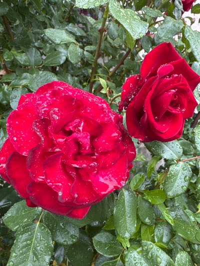 The image depicts two red roses, one in the foreground and slightly to the left, the other in the background and to the right. Both roses are in bloom and are covered with water droplets, suggesting recent rain. The roses are surrounded by lush green leaves, also glistening with water. The scene appears to be an outdoor garden setting. The photo was taken in Bietigheim-Bissingen, Germany, though specific location details beyond that are not provided. There are no people or animals visible in the image, and no discernible actions or interactions are occurring. The overall impression is one of natural beauty after a rainfall.