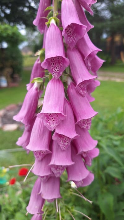 The image shows a close-up, vertical shot of a stalk of pink foxglove flowers. The flowers are bell-shaped and hang downwards, with speckled interiors visible on some of them. The background is blurred, showing green foliage and hints of what might be a garden setting, including a red object that could be another flower or a garden decoration. The lighting appears natural, possibly from an overcast day. The location is described as Unknown, Latvia.