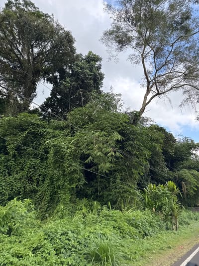 The image depicts a lush, overgrown natural scene with dense vegetation. Dominating the foreground and midground is a thick wall of green foliage, primarily consisting of bamboo and other leafy plants. The vegetation extends upwards, partially obscuring the sky. In the upper left portion of the image, the canopy of a large, moss-covered tree is visible, its branches reaching out. To the right, another tree with a thinner trunk and sparser foliage extends towards the sky, with a distinct arching branch. Power lines are visible running horizontally through the dense bamboo. The ground is covered in a layer of green grass and smaller plants, with a paved road visible on the far right. The sky above is partly cloudy with patches of blue. The scene appears to be a roadside view in a natural, possibly semi-rural, environment. Based on the provided information, this scene is located in Susut, Indonesia.