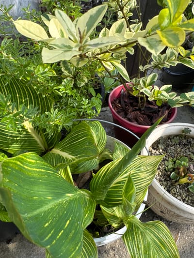 The image depicts a close-up view of several potted plants in an outdoor setting. The foreground is dominated by a large plant with broad, striped green and yellow leaves, one of which is unfurling at the top. Water droplets are visible on the leaves. Behind this plant, other plants with smaller, variegated green and cream leaves are seen in red and white pots. The background shows more greenery and what appears to be a gray concrete surface, suggesting a garden or patio area. No people or specific urban landmarks are identifiable. The image does not provide any information about the location in Razdolnoye, Russia.