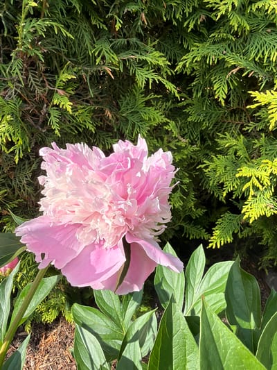 A close-up, vertical shot captures a vibrant pink peony flower in full bloom, its delicate petals layered and ruffled. The flower is positioned on the left side of the frame, with its soft pink hues transitioning to a lighter, almost white center. To the right and behind the peony, a dense evergreen hedge provides a lush green backdrop, with some branches catching the sunlight and appearing a brighter, yellow-green. The ground beneath the flower is covered with dark soil and mulch. The image was taken in the city of Baloži, Latvia.