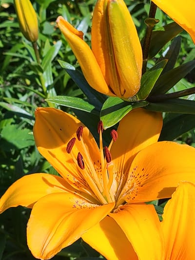 This is a close-up, sunlit photograph of orange lilies in Mala Pereshchepyna, Ukraine. The vibrant orange petals of two blooming lilies are prominent, with one in focus and another partially visible in the foreground. The blooming lily on the right showcases its textured petals, dotted with dark speckles, and its stamens tipped with red anthers. To the left of the blooming lilies, a tightly closed lily bud is visible, along with another smaller bud in the lower left corner. Lush green leaves and stems of the lily plant form the background, creating a natural setting. The bright sunlight suggests it is daytime, possibly midday, and the overall impression is one of natural beauty and growth. No people, text, or specific events are depicted.