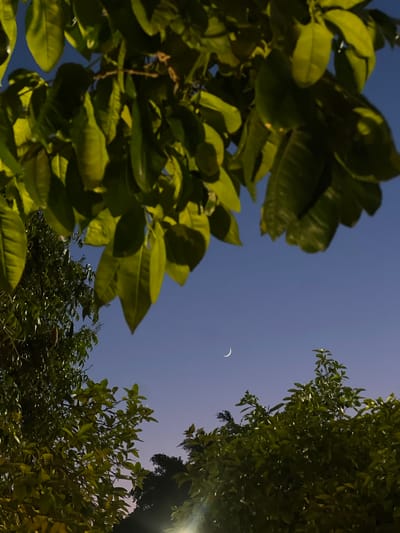 The image captures a serene night sky above Beit Hanan, Israel, framed by the lush foliage of trees. A delicate crescent moon hangs in the twilight, its faint glow illuminating the deepening blue of the sky. The leaves of the trees, rendered in shades of green and yellow from artificial light, create a natural border, with some leaves in sharp focus in the foreground and others softly blurred in the background. The overall impression is one of tranquil natural beauty against the backdrop of an evening sky, possibly near residential areas given the mention of Beit Hanan, a moshav in central Israel.