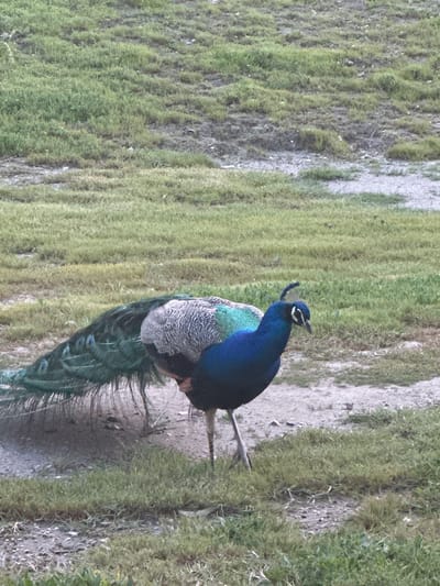 A peacock stands on a grassy, partially dirt ground. The peacock has a blue head and neck, with white markings on its face. Its body is speckled with gray and white. Its tail feathers are long and green with iridescent blue and purple spots. The background consists of grass and dirt. The location is Faliraki, Greece.