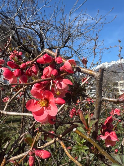 The image presents a close-up view of a flowering shrub located in Visp, Switzerland, under a clear blue sky. The primary subject is the shrub, densely covered with numerous pink-red blossoms and buds. Several open flowers exhibit distinct yellow stamens at their centers. A bee, characterized by yellow and black stripes, is visible on an open blossom in the upper-middle right portion of the image, positioned as if collecting nectar or pollen. The shrub's branches are brown and mostly devoid of leaves, although nascent green foliage is visible. In the background, against the bright blue sky, stands a large deciduous tree with bare, intricate branches. Distant snow-capped mountains are discernible on the horizon to the right. Faint outlines of buildings or structures can be seen beneath the mountains. Patches of green grass are visible in the lower-left background. The scene is brightly illuminated by direct sunlight.