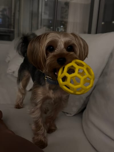 A small, tan and grey Yorkshire Terrier dog stands on a white surface, holding a yellow, hollow, hexagonal-patterned ball in its mouth. The dog wears a dark blue collar with a gold buckle. The background consists of blurred white pillows and a window with some lights visible outside, suggesting an indoor setting at night. There is no indication of the location being in Thep Krasatti, Thailand.
