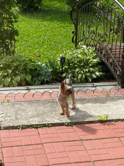 A small, tan-colored dog, possibly a Yorkshire Terrier, stands on a concrete path in a sunlit garden. The dog is facing to the right, with its head turned back to the left. The garden features lush green grass, hosta plants, and a decorative black metal fence over a wooden walkway. A decorative bee ornament is visible in the background among the plants. The foreground is paved with red square tiles. The overall scene suggests an outdoor residential setting in Chusovoy, Russia.