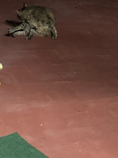 A tabby cat is lying on its side on a red floor, grooming itself. The cat's body is partially obscured by its own fur as it licks its hindquarters. Its legs are splayed out, and its tail is curled around its body. The floor appears to be made of concrete and has a rough texture. There is a green object in the lower left corner of the image, which is partially cropped out. The lighting is dim, casting shadows on the floor. The image is taken from a high angle, looking down at the cat. The location is Sabadell, Spain.
