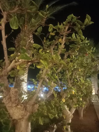 A nighttime shot captures the twisted trunks and lush green foliage of several trees, likely ornamental or fruit-bearing, in Kos, Greece. The trees are illuminated from below by artificial light, casting shadows and highlighting the textured bark. In the background, a palm tree is visible, along with glimpses of building structures and faint lighting, suggesting an urban or resort setting. The overall impression is one of a well-maintained garden or outdoor area, possibly a public space or a private garden. The scene is tranquil and evokes a sense of warmth due to the lighting.