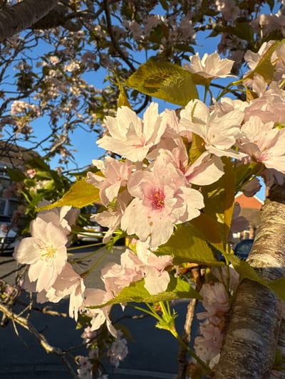 This close-up image captures a cluster of delicate light pink and white cherry blossoms in full bloom, illuminated by warm, golden light. The flowers feature soft, ruffled petals, some revealing visible stamens with a yellow or pink hue, and a few blossoms display distinct reddish centers. Young, vibrant green leaves, some appearing newly unfurled and slightly crinkled, are interspersed among the flowers, catching the sunlight.
The main branch of the tree, characterized by its rough, textured brown and grey bark, extends diagonally across the top and sides of the frame. Through the gaps in the foliage, a clear, bright blue sky is visible, suggesting fine weather. In the blurred background, additional cherry blossoms on distant branches are faintly discernible, along with subtle hints of urban structures, possibly an orange-brown building or roofline and darker elements that could be part of a street or house.
The lighting conditions, with soft, warm illumination and some gentle shadows, indicate that the photograph was taken during either the early morning or late afternoon golden hour. The scene conveys a sense of tranquility and the freshness of springtime. No human activity or visible text is present, keeping the focus entirely on the natural beauty of the flowering tree in Desborough, United Kingdom.
