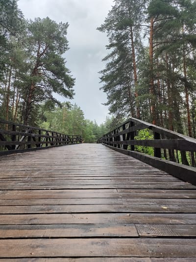 The image depicts a wooden footbridge extending into a pine forest under an overcast sky. The bridge is constructed of dark-stained wooden planks, with a dark wooden railing on either side. The planks appear wet and weathered, with some debris, possibly pine needles, scattered across them. Tall pine trees with dense green needles flank the bridge, creating a natural, enclosed atmosphere. The perspective is low, emphasizing the texture and expanse of the bridge. There are no people visible in the immediate foreground or on the bridge. The environment is a natural, wooded area, suggesting a park or a hiking trail. The location is identified as Yuzhnyy, Russia.