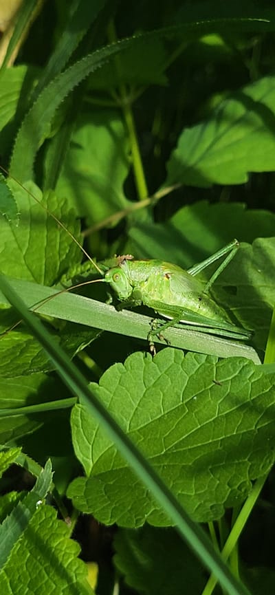 An extreme close-up shot of a green grasshopper is captured in a natural, sunlit environment. The grasshopper is positioned horizontally on a blade of grass, with its body facing left and its head slightly turned towards the viewer. Its antennae are long and prominent, extending forward. The grasshopper's legs are visible, with the hind legs appearing muscular and adapted for jumping. Small spots of brown and red are visible on its body. The background is filled with lush green foliage, creating a soft bokeh effect that emphasizes the subject. The lighting suggests it is daytime, with sunlight filtering through the leaves, creating highlights and shadows. The scene appears to be in a natural outdoor setting, possibly a field or garden.