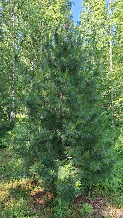 The image shows a mature Scots pine tree (Pinus sylvestris) in a mixed forest setting. The tree is green and healthy with dense foliage. In the background, there are deciduous trees, likely birch, with white bark and green leaves. The ground is covered with grass, some fallen pine needles, and small plants. The sky is visible through the tree canopy, indicating it is daytime. The lighting suggests a sunny or partly cloudy day. The scene appears to be a natural woodland environment, consistent with the outskirts of Nytva, Russia, where mixed forests are common. There are no people or animals visible in the image.