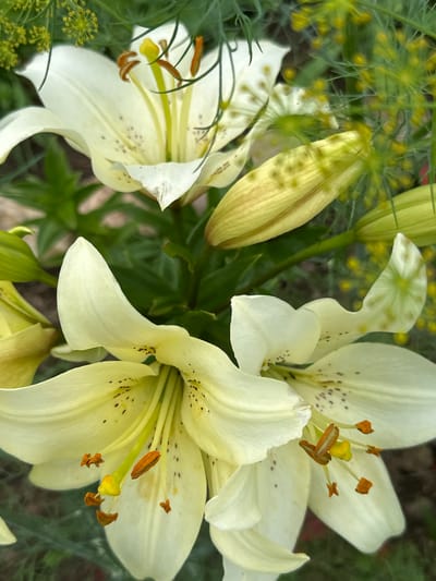 In Novogorbovo, Russia, a close-up shot captures a cluster of white and pale yellow lilies in bloom. The lilies are fully opened, revealing their delicate petals and prominent stamens tipped with orange anthers. Several buds, elongated and pale green, are also visible, suggesting ongoing blooming. The background is filled with lush green foliage and the feathery, yellow blossoms of what appears to be dill. The lighting is natural, highlighting the textures and subtle color variations of the flowers and plants. The focus is sharp on the lilies, with the surrounding greenery softly blurred, creating a shallow depth of field. No people or animals are present in the scene.