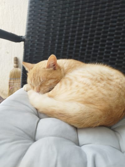A ginger cat is curled up asleep on a grey cushion. The cushion is likely part of a chair, as a section of a dark wicker chair back is visible behind the cat. In the background, out of focus, a broom leans against a light-colored wall. The location is Beli Izvor, Bulgaria.
