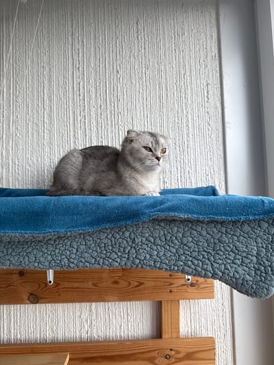 A gray Scottish Fold cat with yellow eyes is resting on a blue-covered shelf against a textured white wall. The shelf is supported by wooden planks. The cat is facing right and appears relaxed. The environment is indoors, possibly on a balcony or near a window, given the presence of a white wall that might be an exterior or interior wall. The lighting suggests it is daytime.