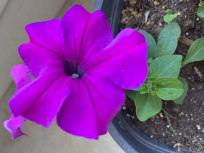 This is a close-up, high-angle shot of a vibrant purple petunia flower. The flower is in full bloom, with its large, trumpet-shaped petals taking center stage. The petals are a rich, saturated purple with darker veins radiating from the center. The center of the flower appears to have a hint of blue.
To the right of the flower, several green leaves are visible, emerging from the dark soil within a black pot. Some of these leaves are young and small, while others are more mature. A few tiny green sprouts are also pushing through the soil. The soil itself is dark brown and appears to have small pebbles mixed in.
In the background, the surface is a light, muted color, possibly a wall or railing, and is out of focus. The lighting suggests it is daytime, likely outdoors, with soft light illuminating the flower. There is no visible text in the image. The overall mood is one of natural beauty and growth. The setting appears to be a garden or a balcony in Morden, Canada.