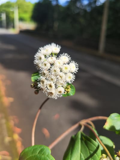 A close-up photograph shows a bunch of small, white flowers with spiky petals and yellow centers, surrounded by green leaves. The flowers are growing on a winding stem. The background is a blurred street scene with a dark asphalt road, green trees, and a light-colored post. The location is Ponta Delgada, Portugal.