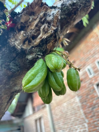 A close-up depicts a cluster of green bilimbi fruits, scientifically known as Averrhoa bilimbi, emerging directly from the rough, textured bark of a tree branch. The fruits are elongated with ribbed segments, and their vibrant green color indicates that they are unripe. In the background, a blurry brick structure suggests a building, with possible foliage seen at the bottom edge of the frame. Given the information, it is fair to say the image was taken in an urban environment, likely in Cutneuheun, Indonesia, where these trees are cultivated. There is no information about people or specific interactions. The primary focus is the fruit and the tree on which it grows.