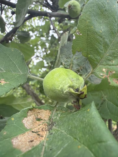 A close-up, low-angle shot captures a young, fuzzy green apple growing on a branch, surrounded by lush green leaves. Some of the leaves show signs of damage, with brown, dry patches and small holes, and a cluster of tiny black insects is visible on one leaf. The background is blurred, with dappled sunlight filtering through the foliage, suggesting an outdoor, natural setting, possibly a garden or orchard in Petukhi, Russia. No people are present in the image.