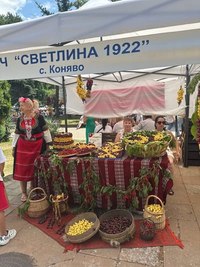In an outdoor market setting, likely in Kyustendil, Bulgaria, a stall is set up under a white tent displaying a large quantity of cherries. A woman in traditional Bulgarian attire, a red skirt, black vest with red and white embellishments, and a flower wreath, stands to the left of the stall, smiling. The stall is covered with a red and white checkered tablecloth. Two women are seated behind the table, one in a white top with a cherry pattern and sunglasses, and the other in a patterned white shirt. They are positioned near large baskets overflowing with yellow and dark red cherries. In front of the table, on a red rug, are several baskets and wooden bowls filled with cherries, along with some loose cherries scattered on the rug. Hanging from the tent are decorative bunches of yellow and red fruit, possibly cherries or grapes. A sign is visible on the stall with text, including the year "1922". In the background, other market-goers and trees are visible, suggesting a lively public event.