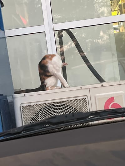 A calico cat is perched on top of an air conditioning unit, facing away from the camera and grooming itself. The cat's fur is predominantly white with patches of brown and black. Its tail is extended horizontally behind it. The air conditioning unit has a white grate on its front and a pink logo on its right side. Behind the unit is a large window with a dark pipe running diagonally across it. Reflections of trees and buildings are visible in the window. The foreground shows the dark hood and windshield wipers of a vehicle, suggesting the photo was taken from inside a car. The scene is outdoors, and the lighting indicates daytime. There is no visible indication of the city of Gorni Dabnik, Bulgaria.