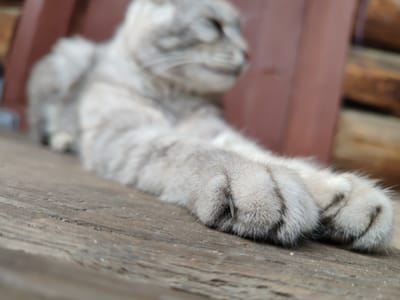A light grey cat with dark tabby markings is lying on a wooden surface. The cat's front paws are in the foreground, with one claw partially extended. The cat's head is blurred and out of focus. The background is also blurred, showing a reddish-brown structure and some wooden planks. The overall impression is a close-up shot of a resting cat. The image is taken outdoors, likely in a domestic setting or a rural area. The mention of Kashino, Russia, suggests the location of the photograph.