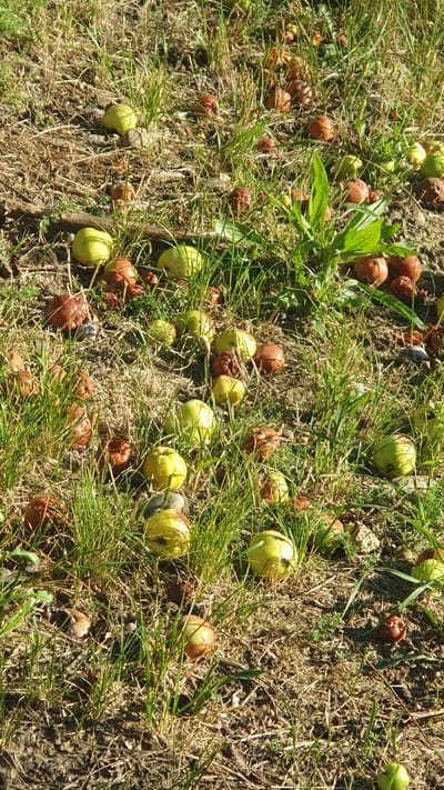 In the city of Khatukay, Russia, a ground-level view captures a collection of fallen apples scattered across dry grass and soil. The apples exhibit a range of colors, from bright green to reddish-brown, with some appearing bruised or partially decayed. The environment is characterized by sparse green grass intermingled with dry, brown vegetation and dirt patches. The lighting suggests it is daytime, with sunlight creating shadows. There are no people visible in the image.