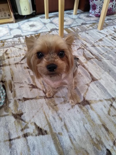 A small, tan Yorkshire Terrier with dark eyes and a black nose sits on a patterned rug. The dog is looking directly at the camera. In the background, wooden table legs are visible, along with a blurry cushion with a floral pattern. To the left of the dog, a rope toy with green and white strands is partially visible. The environment appears to be indoors, possibly a living room. There is no indication of the location being in the city of Saransk, Russia.