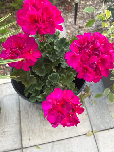 A high-angle, eye-level shot captures a close-up view of a potted plant with vibrant magenta geranium flowers and dark green, scalloped leaves. The pot, a dark gray plastic container, sits on a pale gray tiled surface, possibly a patio or walkway. Several of the geranium blossoms are in focus, showcasing their layered petals and delicate stamens. The background is softly blurred, revealing hints of green foliage and light-colored gravel. There are no people or animals visible in the frame. The scene is likely in an outdoor setting, given the presence of plants and natural light.