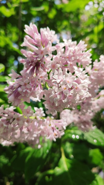 The image is a close-up, eye-level shot of a cluster of delicate, pale pink lilac flowers. The flowers are small and star-shaped, with some showing tiny droplets of water on their petals, suggesting recent rain or dew. The blooms are tightly packed, forming a lush, fragrant spray that dominates the foreground.
Behind the lilacs, the background is a soft blur of vibrant green leaves, dappled with sunlight. The leaves are lush and healthy, indicating a pleasant, possibly warm, day. There are also hints of bright blue sky visible through the foliage, adding to the impression of an outdoor setting. The overall lighting suggests it is daytime, likely late morning or early afternoon, given the quality of the light and the presence of shadows.
The composition focuses entirely on the natural beauty of the flowers and their surroundings, with no human subjects or man-made objects visible. The shallow depth of field effectively isolates the lilac blossoms, making them the clear focal point and creating a dreamlike, ethereal quality. The bright, natural lighting and the fresh appearance of the flowers evoke a sense of springtime renewal and gentle beauty. No text is visible in the image. The location context of Angarsk, Russia, places this scene within a region known for its springtime bloom.