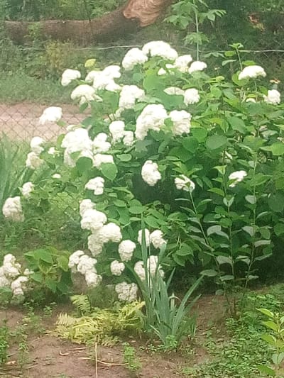 The image shows a dense bush of white hydrangeas with green leaves. The hydrangeas are in full bloom, with large, spherical flower heads. The bush is situated in a garden setting, with other greenery and a dirt path visible in the background. There are no people or animals present in the image. The lighting suggests it is daytime. The scene is outdoors.